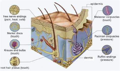 Human Skin Section Showing Sensory Receptors. | Download Scientific Diagram