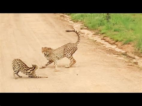 Serval vs Cheetahs - YouTube