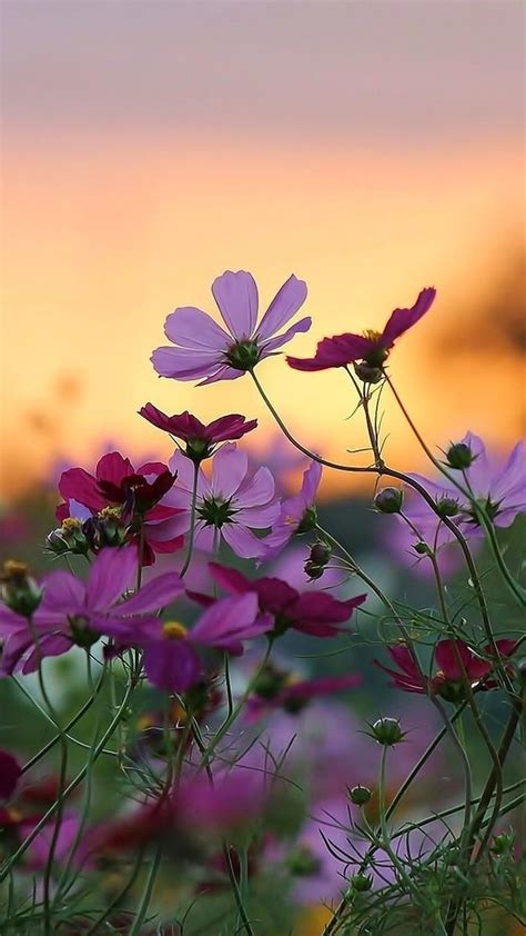 Cajun Pride Southern Proud | Cosmos flowers, Flowers photography ...