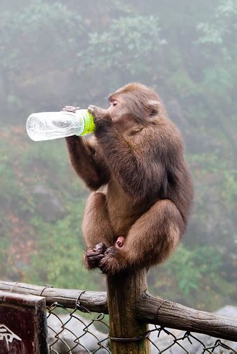 A monkey drinking from a water bottle | A wild monkey stole … | Flickr