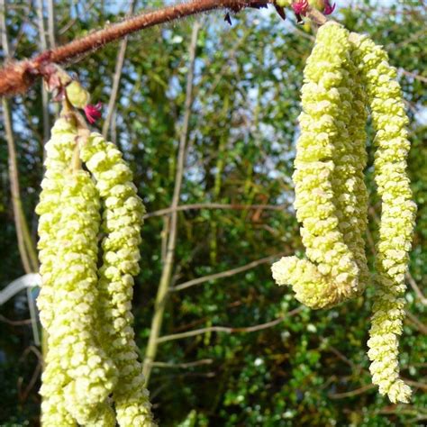 Filbert | Fruit trees, Growing tree, Filbert nut