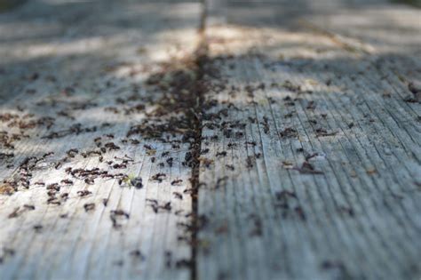 23 Different Types of Ants You Should Know [WITH PICTURES] - Pest ...