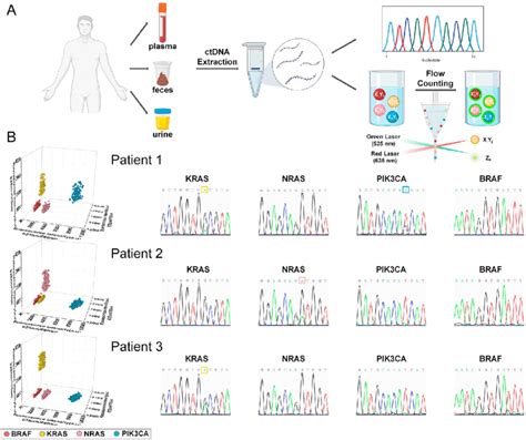 Clinical sample measurements. A. Schematic illustration of ctDNA... | Download Scientific Diagram