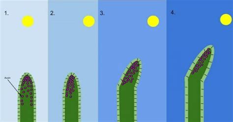 Phototropism - Definition, Examples and Quiz | Biology Dictionary