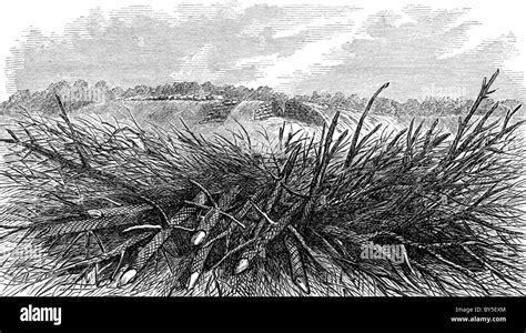 This engraving illustrates how an abatis looked US Civil War times and ...