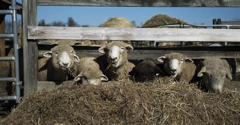 Moorestown's Little Hooves sheep farm among largest in New Jersey