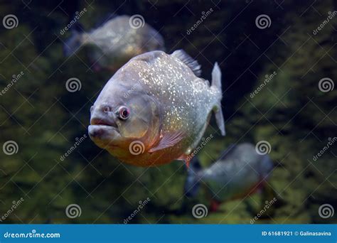 Piranha fish Black PACU . stock image. Image of belly - 61681921