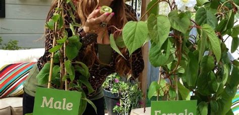 How to Grow Kiwi From Store Bought Kiwi Fruit! | The Foodie Gardener™