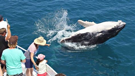 Experience Australia’s Best Whale Watching Tours from Hervey Bay