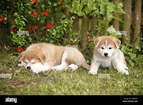 Akita Inu puppies Stock Photo - Alamy