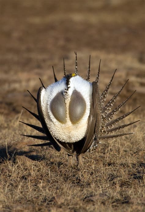 Protecting The Iconic Birds In Our Backyard, The Utah Conservation Plan ...