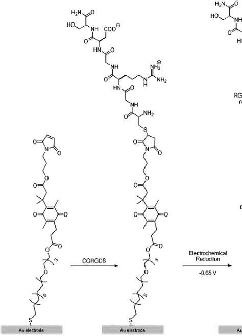 10 Coupling and electroreductive release of RGD peptides from ...