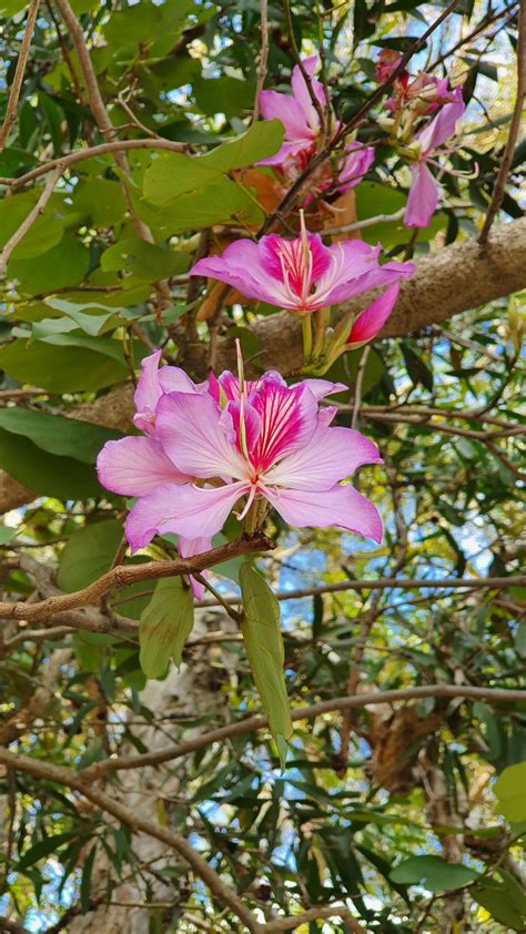 Bauhinia flower by angela808 on DeviantArt