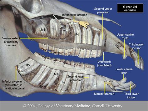 Dental Anatomy of Horses.| College of Veterinary Medicine, Cornell University, USA #VetTechLife ...