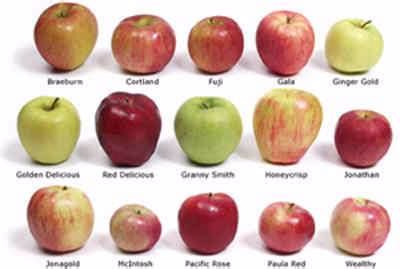 Take a Trip Down Apple Lane and Explore Different Apple Varieties