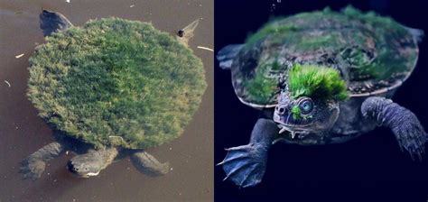 🔥 The endangered Mary River turtle, which will grow algae on its shell ...