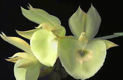 Catasetum Culture Sheet - Exclusive Orchids