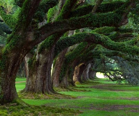 Ancient forest | Живописные пейзажи, Натуральный, Пейзажи