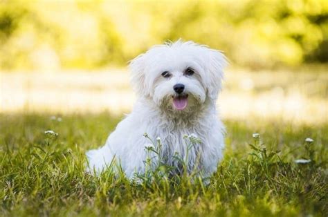 Maltese: Breed Info, Pictures, Traits & Facts | Hepper