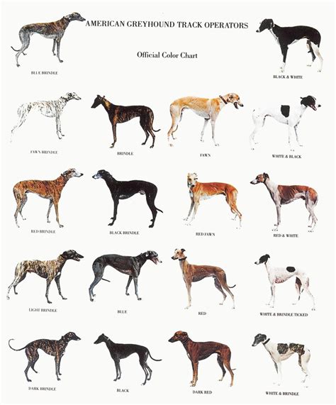 Greyhound Color Chart.