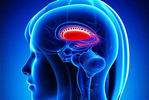 Basal Ganglia Function and Location