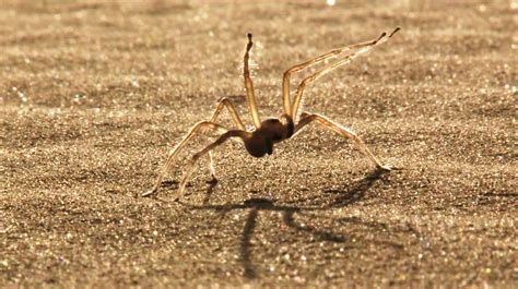 A Desert Spider With Astonishing Moves - The New York Times