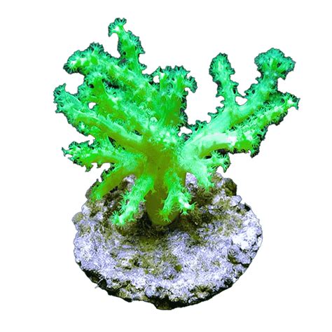 Neon Pineapple Tree Coral - Aquatic Sealife Store