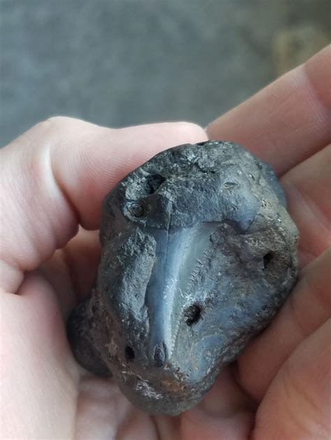 Ancient shark tooth in fossilized poop found in Cooper River near ...