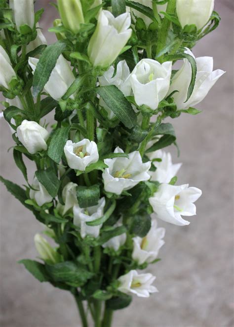 Canterbury Bells (Campanula) | Stevens and Son Wholesale Florist