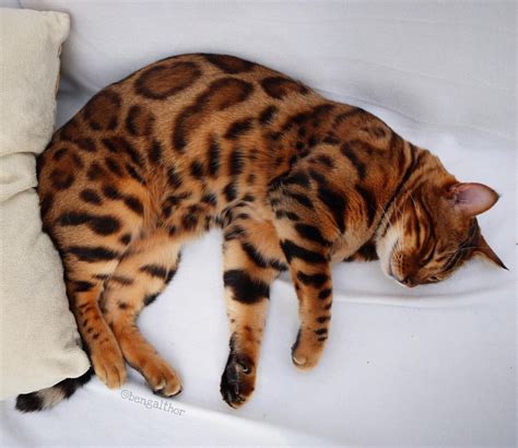 25 Gorgeous Bengal Cat Breed Pictures That Took The Internet By Storm ...