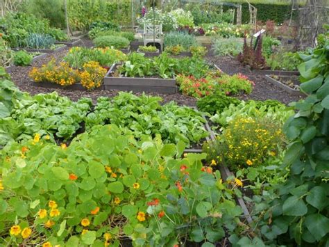 Companion Planting Chart for Vegetables | Guide to Companion Planting | The Old Farmer's Almanac