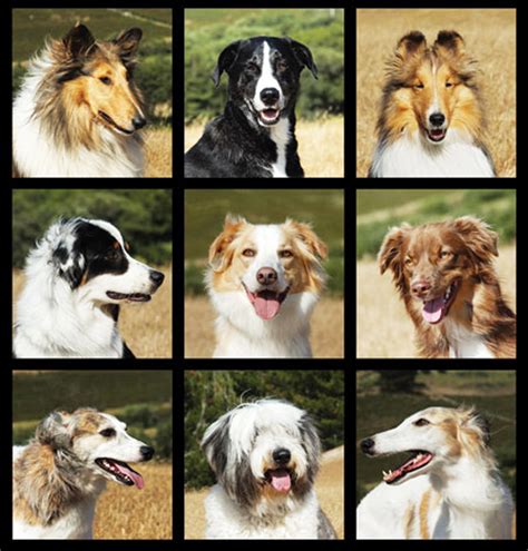 How Many Different Types Of Collie Dogs Are There