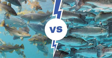 Trout vs. Cod - Exploring the Differences and Similarities | Fishing Looker