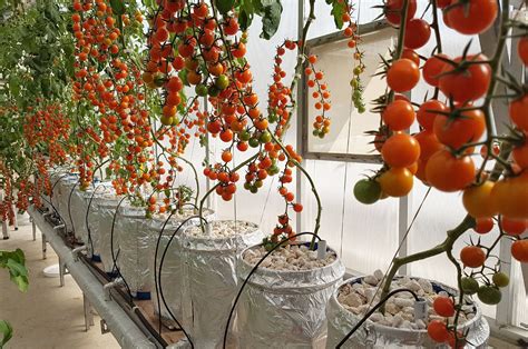 Hydroponic Climate Controlled Greenhouse with fully automated system ...