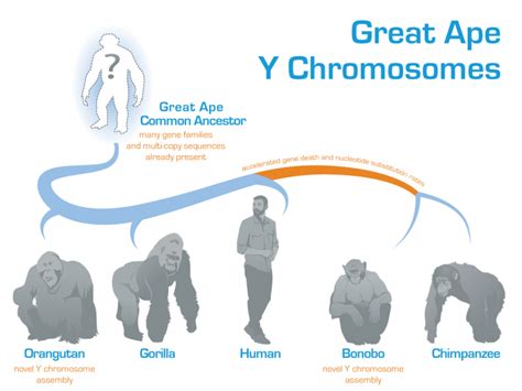 Genetic Analysis Reveals Evolution of the Enigmatic Y Chromosome in ...