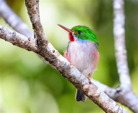 Incredible Wildlife in Cuba - Love Cuba Blog