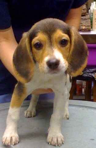 Teacup Beagle Puppies For Sale | Beagle Puppy