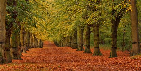 Wallpaper : sunlight, trees, fall, leaves, park, England, Canon, Kingdom, British, october ...