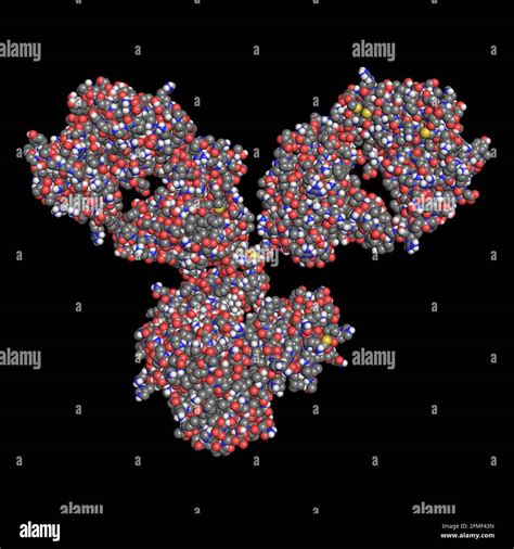 Immunoglobulin IgG1 monoclonal antibody molecule 3D render chemical ...