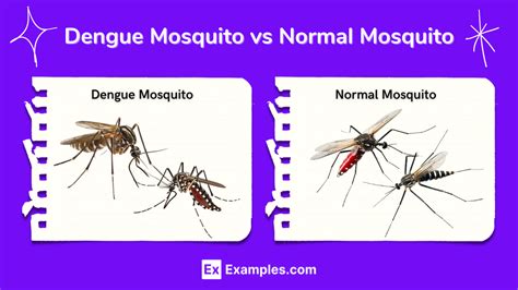 Dengue Mosquito vs Normal Mosquito - Differences Explained with characteristics