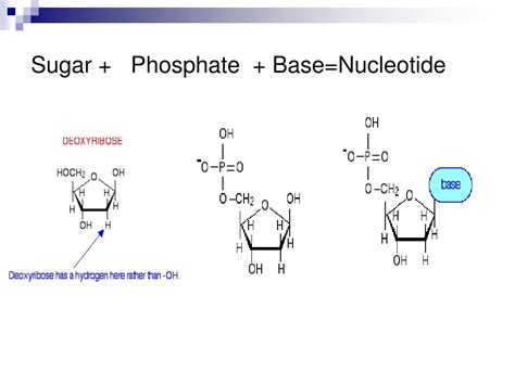 PPT - It is the branch of biology that deals with the molecular basis ...