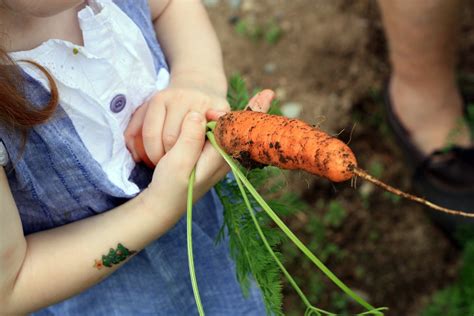 Pulling Carrots | In Grammy's garden. | fruitnveggies | Flickr