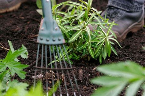 Getting started with vegetables | help & advice mulching veg gardens ...