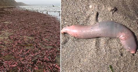 Thousands Of Fat Innkeeper Worms Found On The Shore Of California Beach - Small Joys