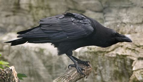 Common Raven - Zoo Ecomuseum