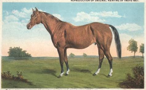 Lexington: Great Racehorse and Great Sire | America's Best Racing