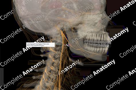 Laryngopharyngeal Nerves (Right) | Complete Anatomy