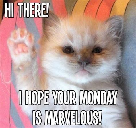 Have a marvelous Monday | Have a marvelous Monday | Funny animals ...