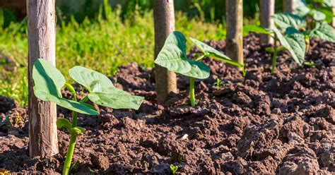 Runner Bean Growing, Harvesting, & Care - The Garden Magazine