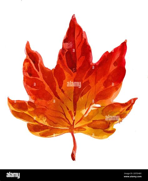 Red maple leaf. Watercolor painting Stock Photo - Alamy